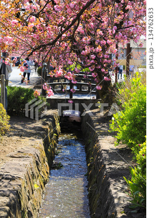 春に咲き誇るピンクの八重桜 春に咲き誇るピンクの八重桜 134762633