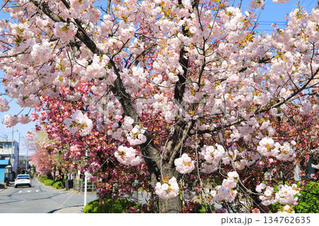 日本の春を彩るピンクの桜 日本の春を彩るピンクの桜 134762635