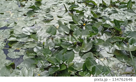 A serene pond scene featuring colorful lily pads on calm water. The reflections of nearby trees enhance the tranquil atmosphere, ideal for nature-themed backgrounds and peaceful designs. 134762646