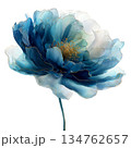Majestic watercolor blue peony flower illustration with gold edges and stem, luxury blooming rose floral art isolated on white background for wedding design. 134762657