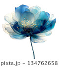 Elegant watercolor blue camellia flower illustration with gold glitter center and stem, beautiful translucent floral blossom isolated on white background for invitation. 134762658