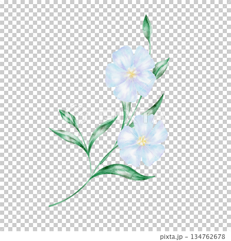 Flax flower stem with delicate blue blossoms, isolated, hand painted watercolor clipart. Ideal for botanical art, floral designs, natural decor, and countryside themes 134762678