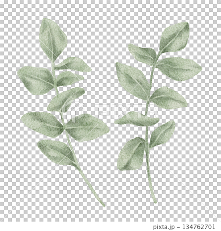 Eucalyptus branches in soft green and sage tones, watercolor illustration. Useful for Valentine florals, wedding branding, invitations, wrapping paper, textile prints, stationery sets Eucalyptus branches in soft green and sage tones, watercolor illustration. Useful for Valentine florals, wedding branding, invitations, wrapping paper, textile prints, stationery sets 134762701