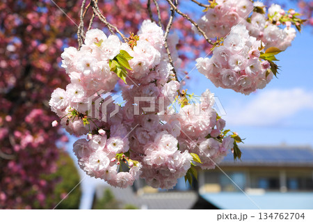 春の訪れを告げる桜の花 春の訪れを告げる桜の花 134762704