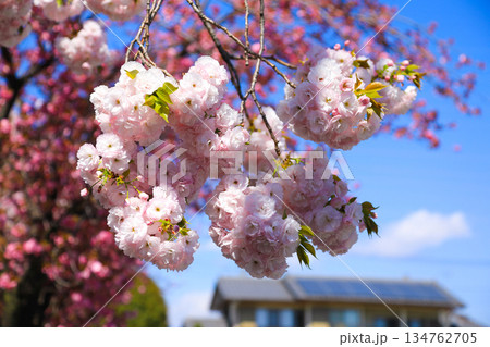 春に満開となるピンクの桜 春に満開となるピンクの桜 134762705