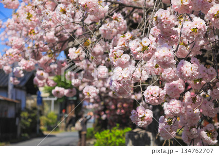 春に木を覆うピンクの桜 134762707