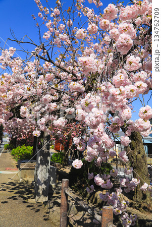 ふんわり咲く春の桜 134762709