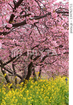 河津町・満開の河津桜と菜の花の競演 春の伊豆の風景 河津町・満開の河津桜と菜の花の競演 春の伊豆の風景 134762711