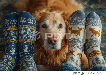 Festive socks and a golden retriever bring warmth to a cozy gathering 134762750