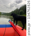 A wet black dog confidently stands on a raft, floating down a calm river. The water reflects the overcast sky, creating a peaceful atmosphere for pet and adventure enthusiasts. 134762826
