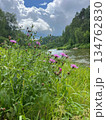 A serene riverbank adorned with vibrant purple thistle flowers in full bloom, surrounded by lush green grass and trees, creating a perfect natural backdrop for travel and nature themes. 134762830