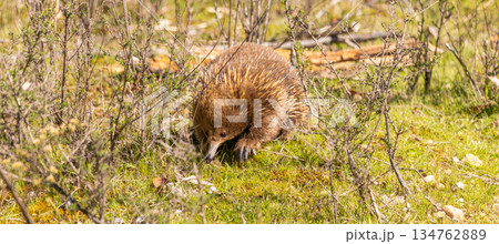 Close up of an Echidna walking towards the camera on the Freycinet Peninsula in Tasmania, Australia Close up of an Echidna walking towards the camera on the Freycinet Peninsula in Tasmania, Australia 134762889