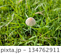 雨上がりのキノコ 134762911