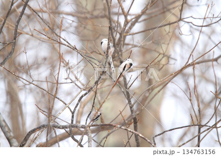 シマエナガ　しまえなが　雪の妖精　北海道野鳥 134763156