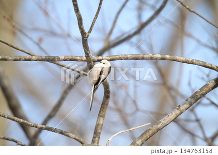 シマエナガ　しまえなが　雪の妖精　北海道野鳥シマエナガ　しまえなが　雪の妖精　北海道野鳥 134763158