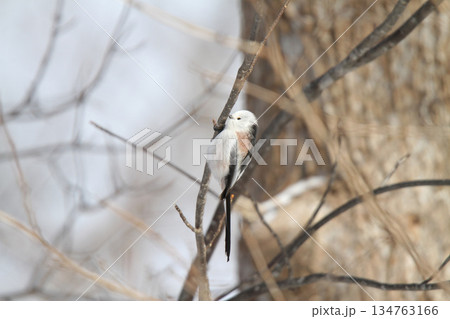 シマエナガ　しまえなが　雪の妖精　北海道野鳥 134763166