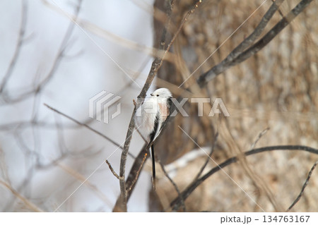 シマエナガ しまえなが 雪の妖精 北海道野鳥 シマエナガ しまえなが 雪の妖精 北海道野鳥 134763167
