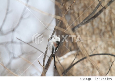 シマエナガ　しまえなが　雪の妖精　北海道野鳥 134763169