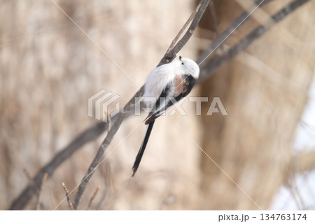シマエナガ しまえなが 雪の妖精 北海道野鳥 シマエナガ しまえなが 雪の妖精 北海道野鳥 134763174