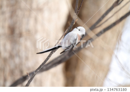 シマエナガ　しまえなが　雪の妖精　北海道野鳥 134763180