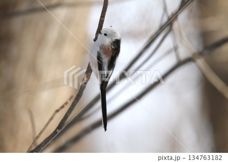 シマエナガ しまえなが 雪の妖精 北海道野鳥 シマエナガ しまえなが 雪の妖精 北海道野鳥 134763182