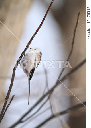 シマエナガ　しまえなが　雪の妖精　北海道野鳥 134763184