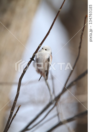 シマエナガ　しまえなが　雪の妖精　北海道野鳥 134763185