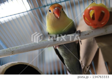 インコ インコ 134763333