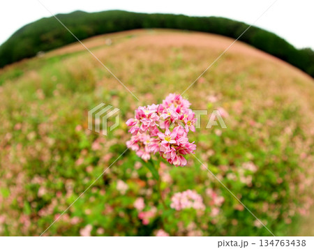 草原に咲く赤ソバの花 134763438
