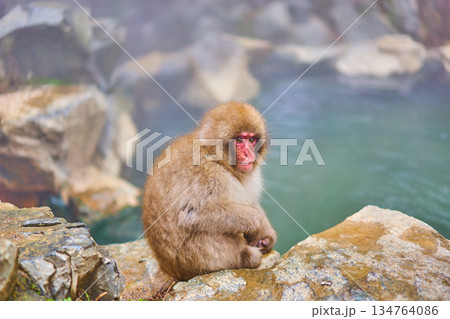 地獄谷野猿公苑 冬 温泉 ニホンザル 地獄谷野猿公苑 冬 温泉 ニホンザル 134764086