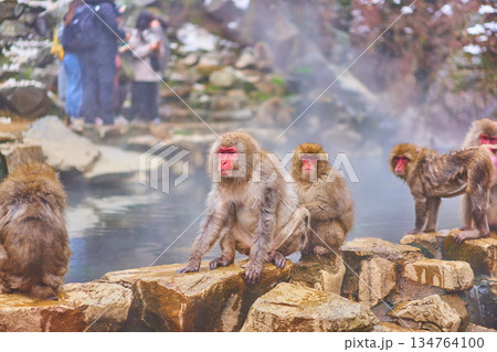 地獄谷野猿公苑　冬　温泉　ニホンザル 134764100