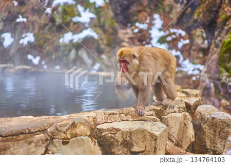 地獄谷野猿公苑　冬　温泉　ニホンザル 134764103