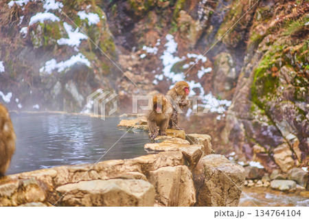 地獄谷野猿公苑　冬　温泉　ニホンザル 134764104