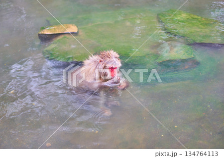 地獄谷野猿公苑 冬 温泉 ニホンザル 地獄谷野猿公苑 冬 温泉 ニホンザル 134764113