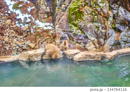 地獄谷野猿公苑　冬　温泉　ニホンザル 134764116