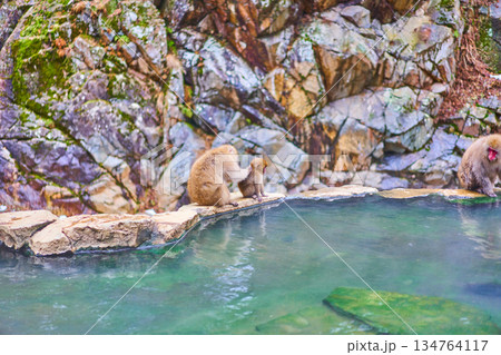 地獄谷野猿公苑 冬 温泉 ニホンザル 地獄谷野猿公苑 冬 温泉 ニホンザル 134764117