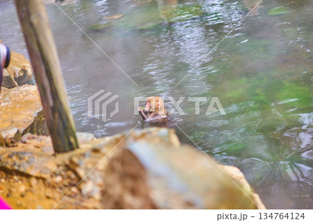 地獄谷野猿公苑　冬　温泉　ニホンザル 134764124