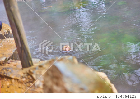 地獄谷野猿公苑　冬　温泉　ニホンザル 134764125