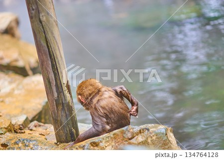 地獄谷野猿公苑　冬　温泉　ニホンザル 134764128
