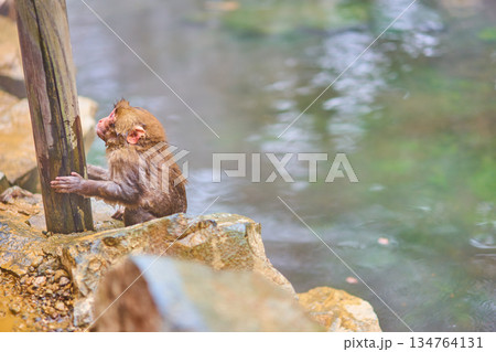 地獄谷野猿公苑　冬　温泉　ニホンザル 134764131