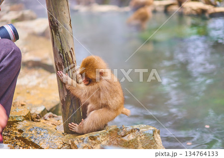 地獄谷野猿公苑　冬　温泉　ニホンザル 134764133