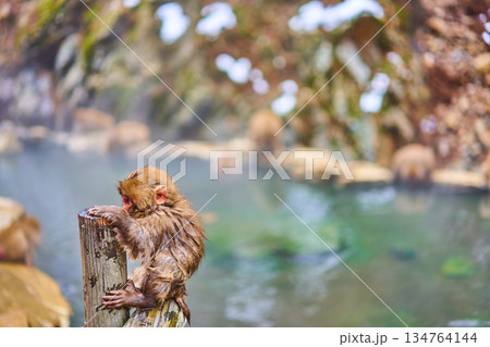 地獄谷野猿公苑　冬　温泉　ニホンザル 134764144