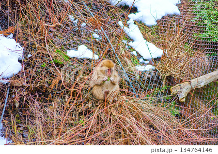 地獄谷野猿公苑　冬　温泉　ニホンザル 134764146
