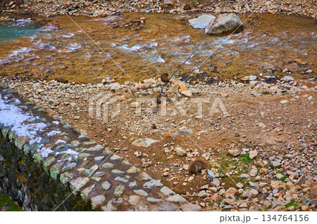 地獄谷野猿公苑　冬　温泉　ニホンザル 134764156