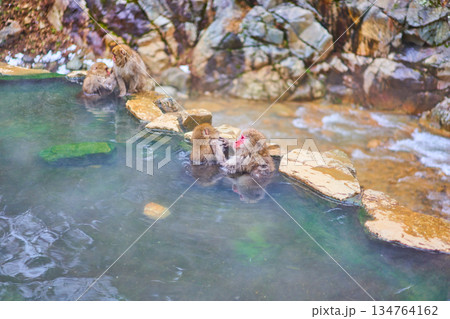 地獄谷野猿公苑　冬　温泉　ニホンザル 134764162