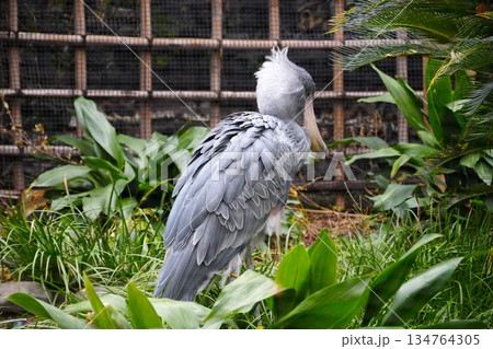 ハシビロコウ 134764305