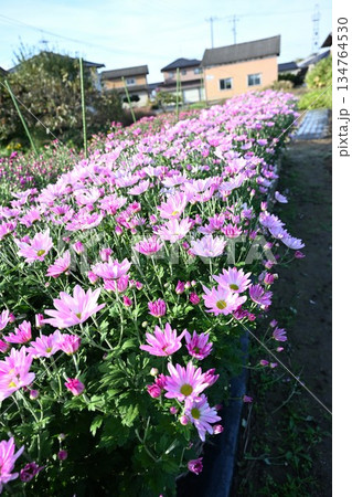 栽培されている食用菊かきのもとの花（新潟県新潟市南区） 134764530