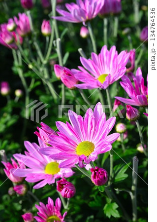 栽培されている食用菊かきのもとの花（新潟県新潟市南区） 134764536