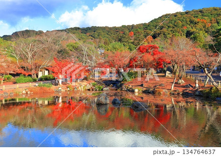 【京都府】晴天の円山公園の紅葉（ひょうたん池） 134764637