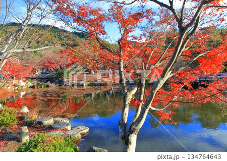 【京都府】晴天の円山公園の紅葉（ひょうたん池） 134764643